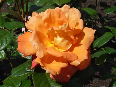 Rosa Louis De Funes con fiori arancio su cespuglio verde in giardino soleggiato