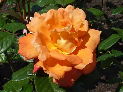 Rosa Louis De Funes con fiori arancio su cespuglio verde in giardino soleggiato