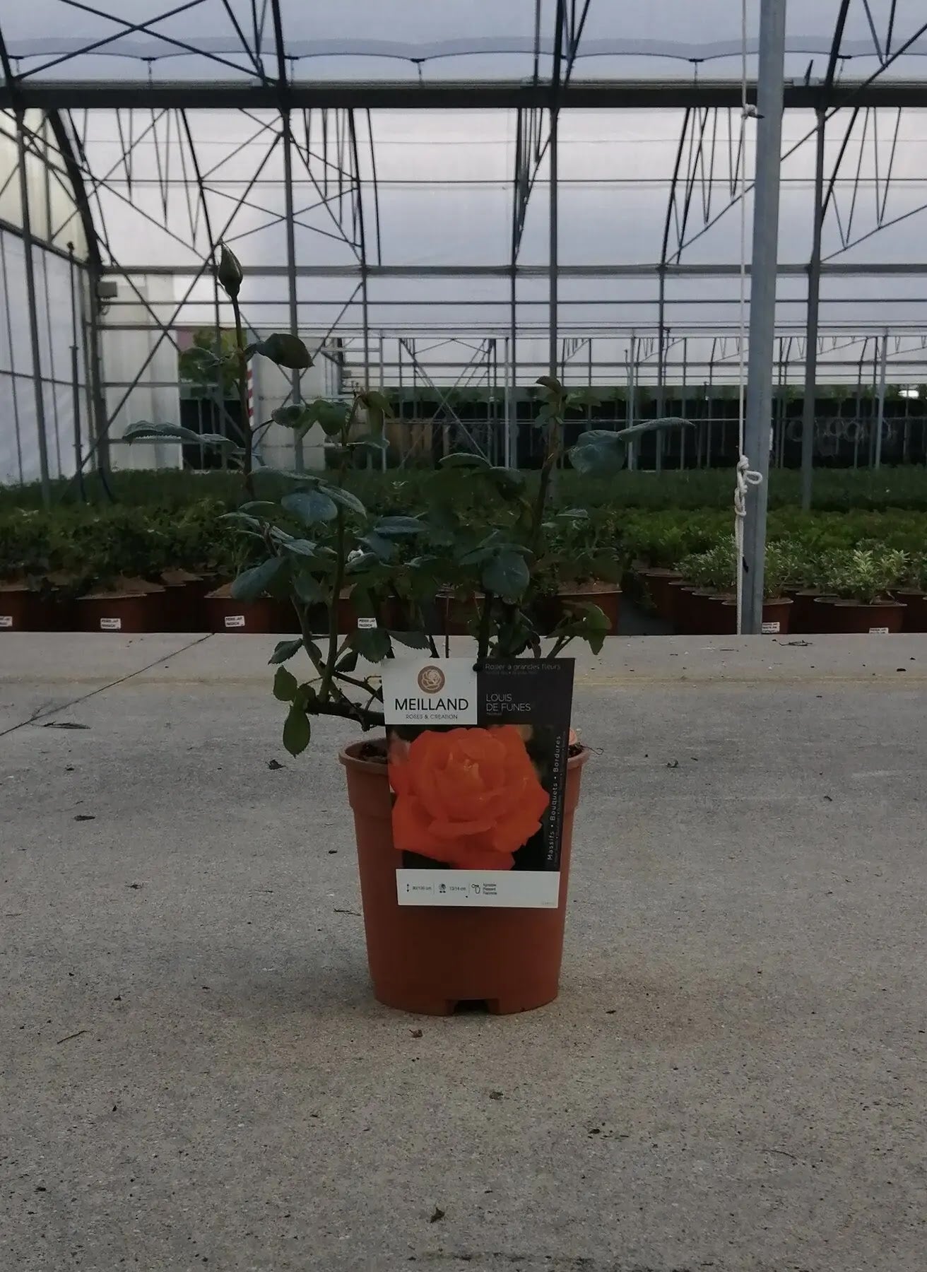 Pianta di rosa Louis De Funès coltivata in vaso