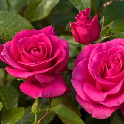 Rosa Love Letter con grandi fiori fucsia
