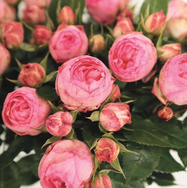 Rosa Lovely Rokoko con grandi fiori rosa tenue