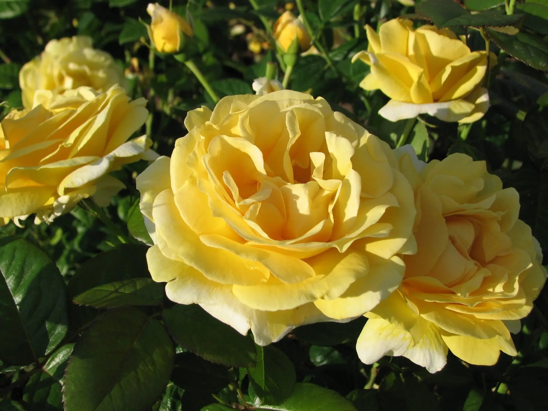 Rosa Michelangelo cespuglio fiorito con grandi rose gialle a coppa in giardino soleggiato