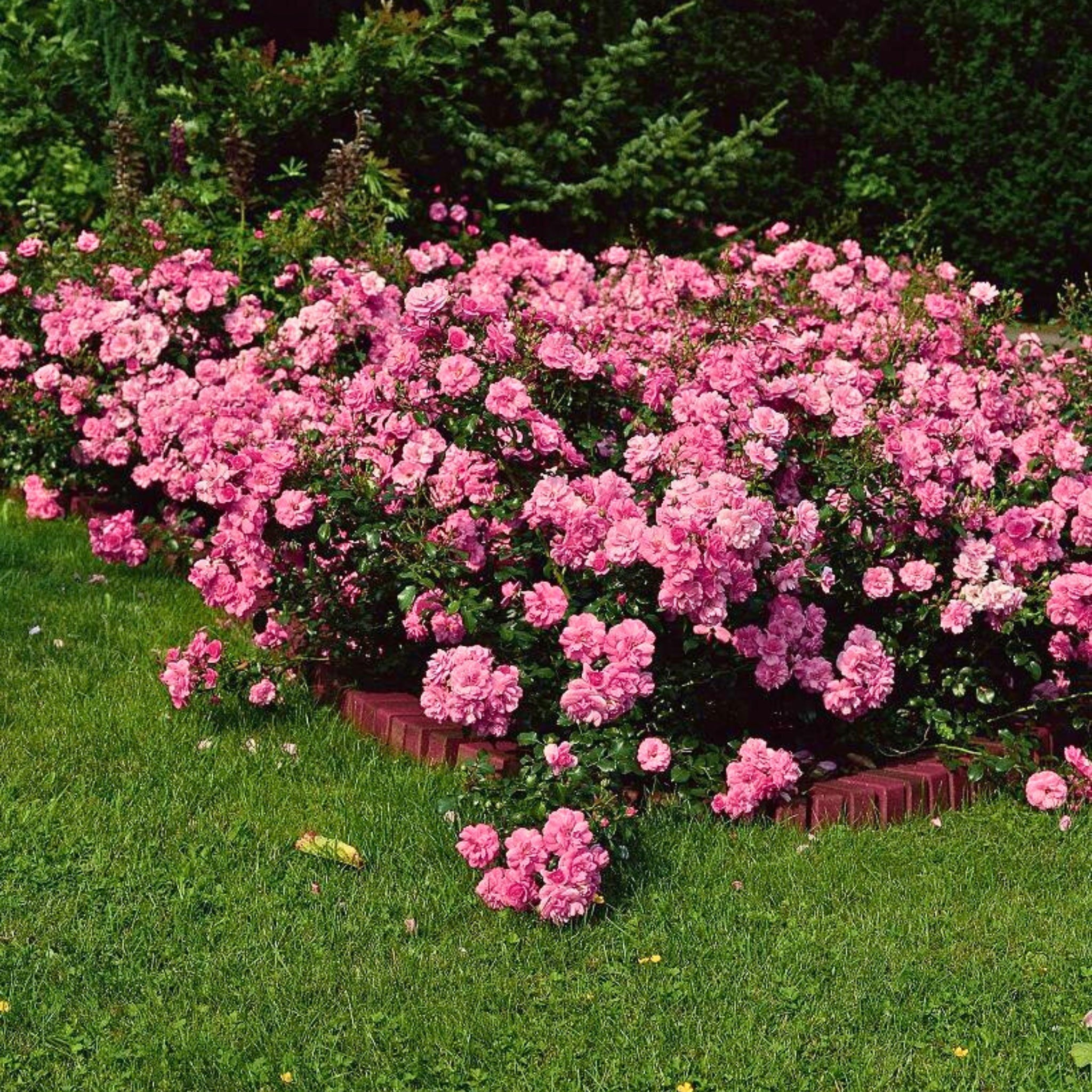 Pianta di rosa Mirato coltivata in giardino