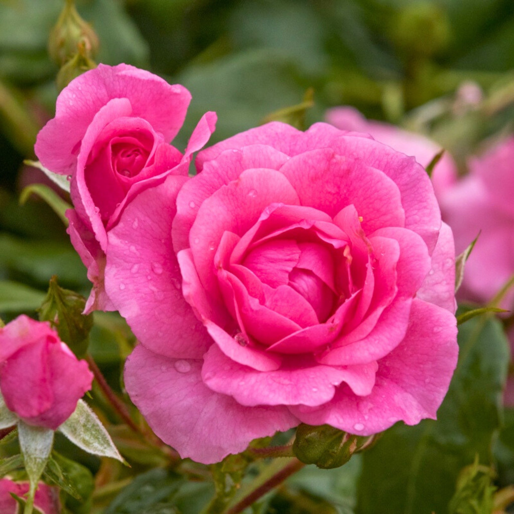 Dettaglio ravvicinato di rosa Mirato con petali rosa brillante