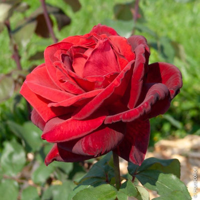 Dettaglio di fiore della rosa Mister Lincoln con petali rosso intenso