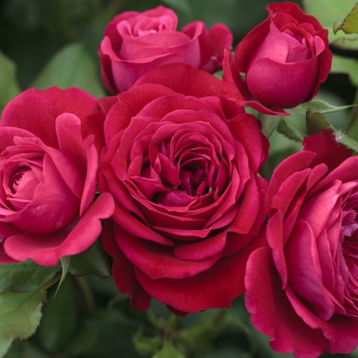 Rosa Mona Lisa con grandi fiori rosso intenso