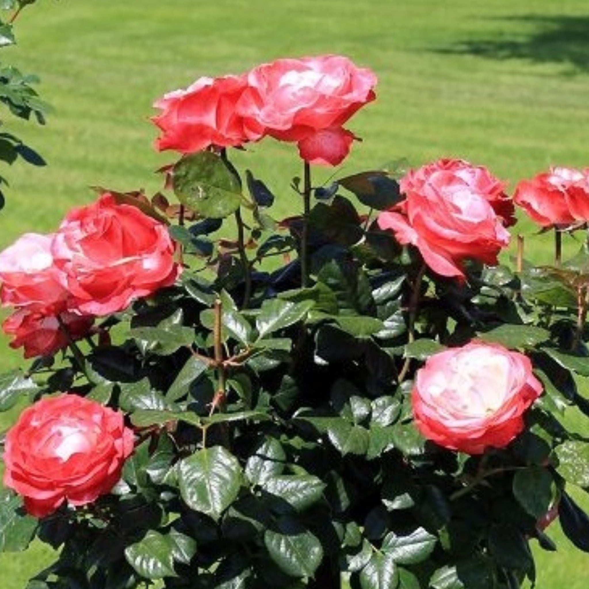 Rosa Nostalgie fiore bicolore in fiore