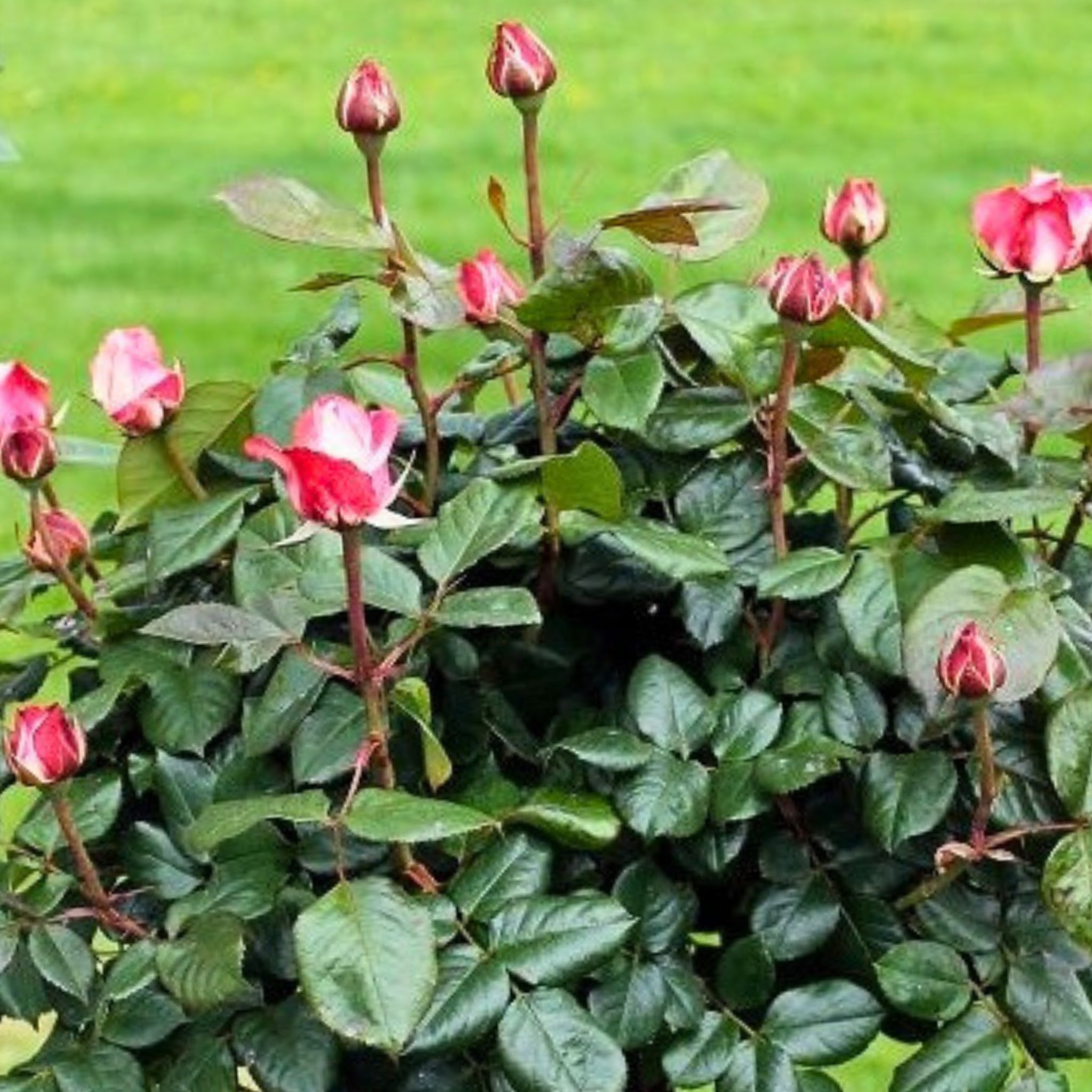 Pianta di rosa Nostalgie coltivata in giardino