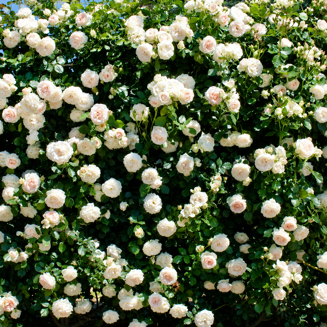 Rosa rampicante  Palais Royal 