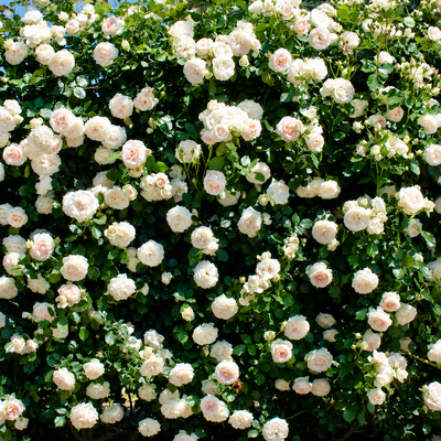 Rosa rampicante  Palais Royal 