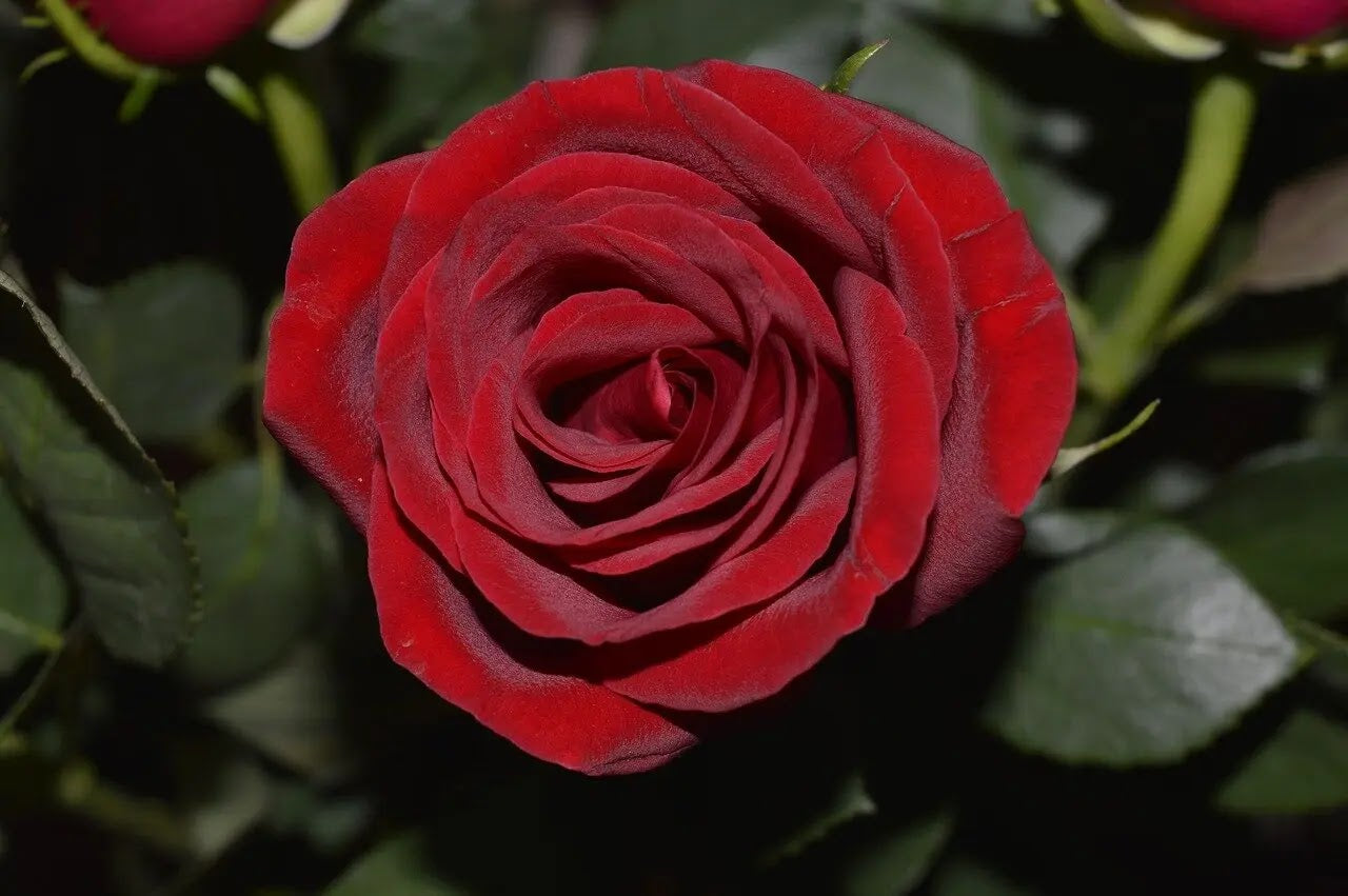 Rosa Papa Meilland cespugliosa in giardino con fiori vellutati e foglie verde scuro lucide
