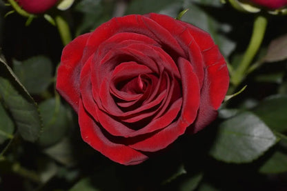 Rosa Papa Meilland cespugliosa in giardino con fiori vellutati e foglie verde scuro lucide