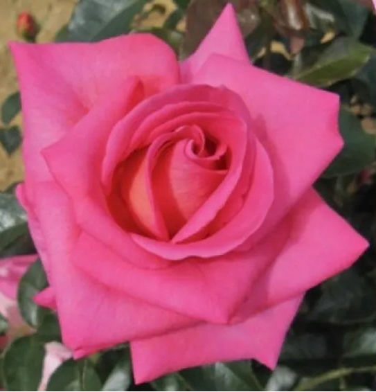 Dettaglio ravvicinato di rosa Parfum Royal con petali rosa