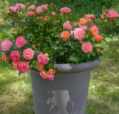Rosa ‘Peach Drift’ in vaso con abbondanti fiori rosa pesca in giardino.