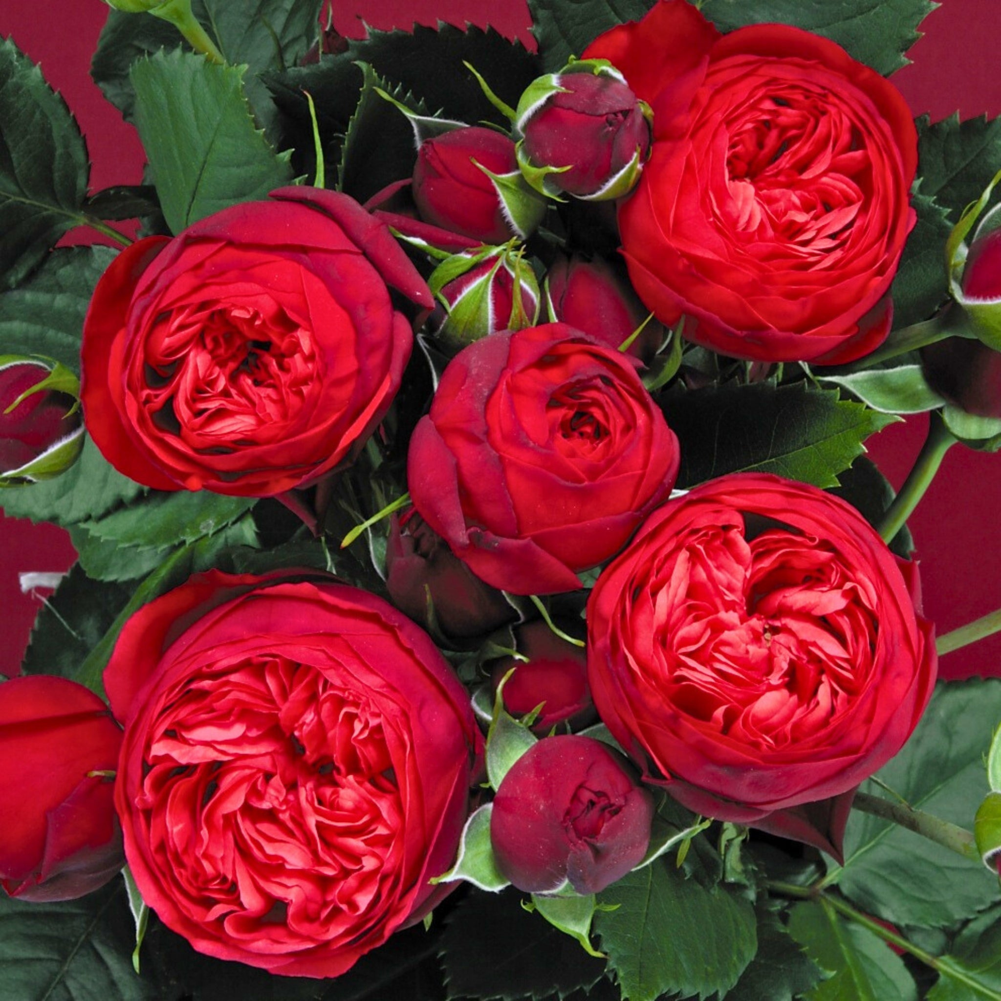 Rosa Piano con grandi fiori rosso intenso