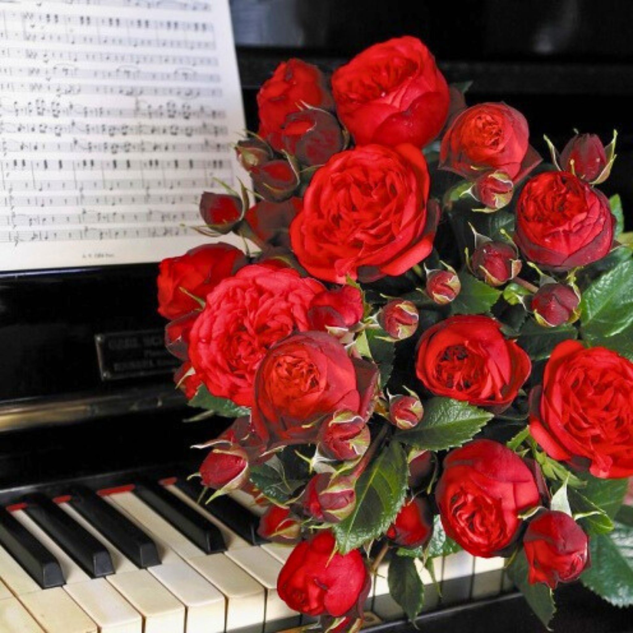Dettaglio ravvicinato di rosa Piano con petali rosso vellutato