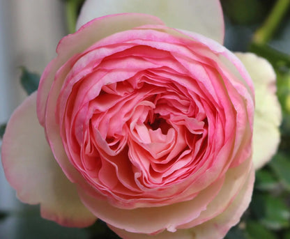 Dettaglio di fiore della rosa Pierre De Ronsard con petali rosa delicati