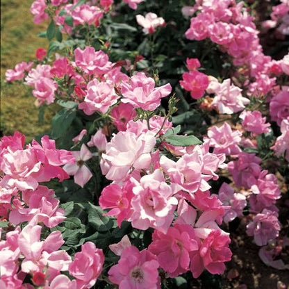 Pianta di rosa Pink Knock Out coltivata in giardino