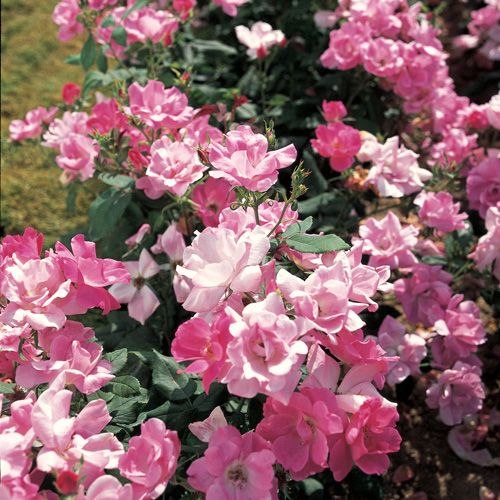 Pianta di rosa Pink Knock Out coltivata in giardino