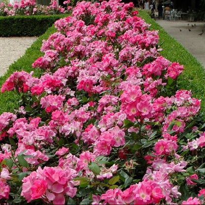 Rosa Pink Knock Out fiore rosa aiuola