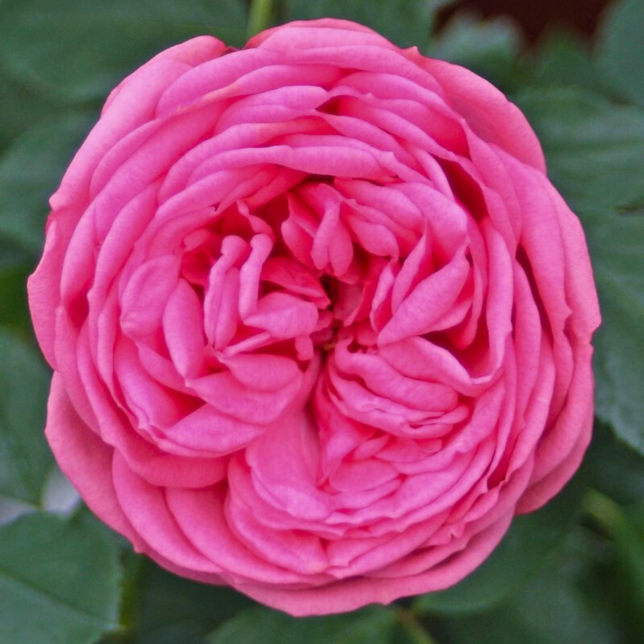 Dettaglio di fiore rosa della rosa Pink Piano con petali compatti e vellutati