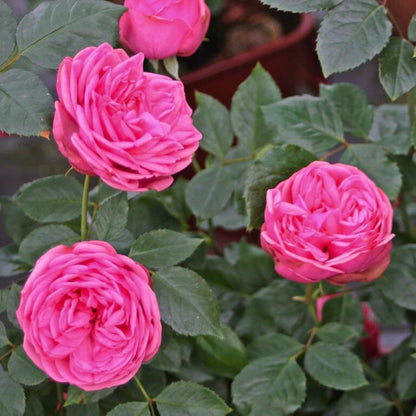 Primo piano di rosa Pink Piano con fiori rosa