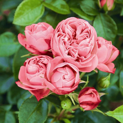 Rosa Playful Rokoko con grandi fiori rosa delicato