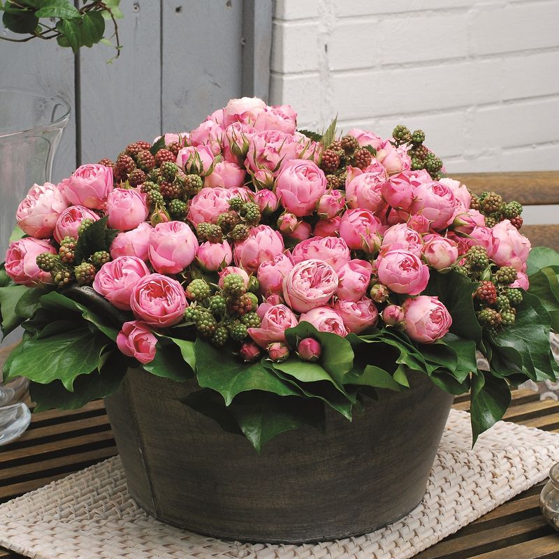 Pianta di rosa Playful Rokoko coltivata in vaso con fioritura elegante e decorativa