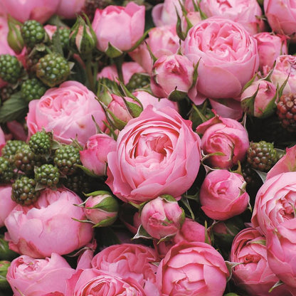Dettaglio ravvicinato di rosa Playful Rokoko con petali rosa tenue