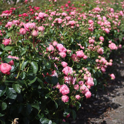 Pianta di rosa Playful Rokoko in fiore