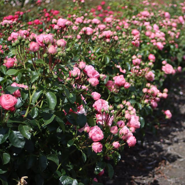 Pianta di rosa Playful Rokoko in fiore