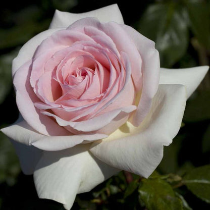 Rosa ‘Prince Jardinier’ dai grandi petali rosa chiaro e crema in piena fioritura.