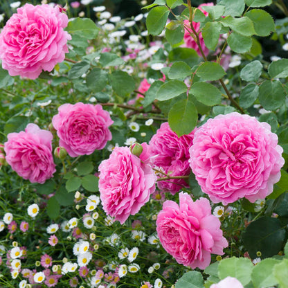 Rosa Princess Alexandra of Kent con grandi fiori rosa intenso