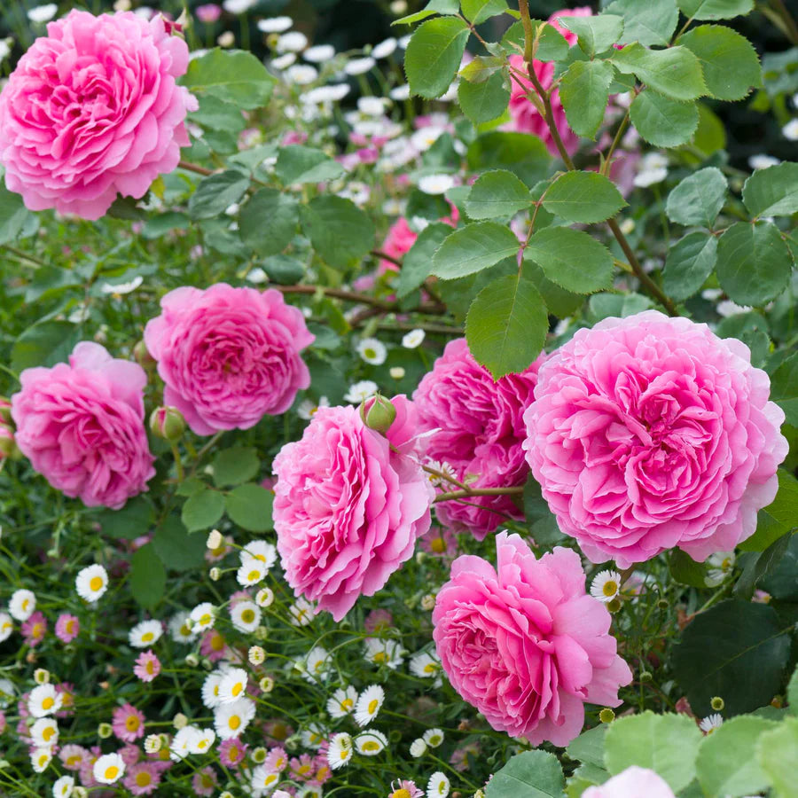 Rosa Princess Alexandra of Kent con grandi fiori rosa intenso