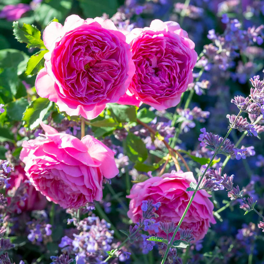 Dettaglio ravvicinato di rosa Princess Alexandra of Kent con petali rosa intenso