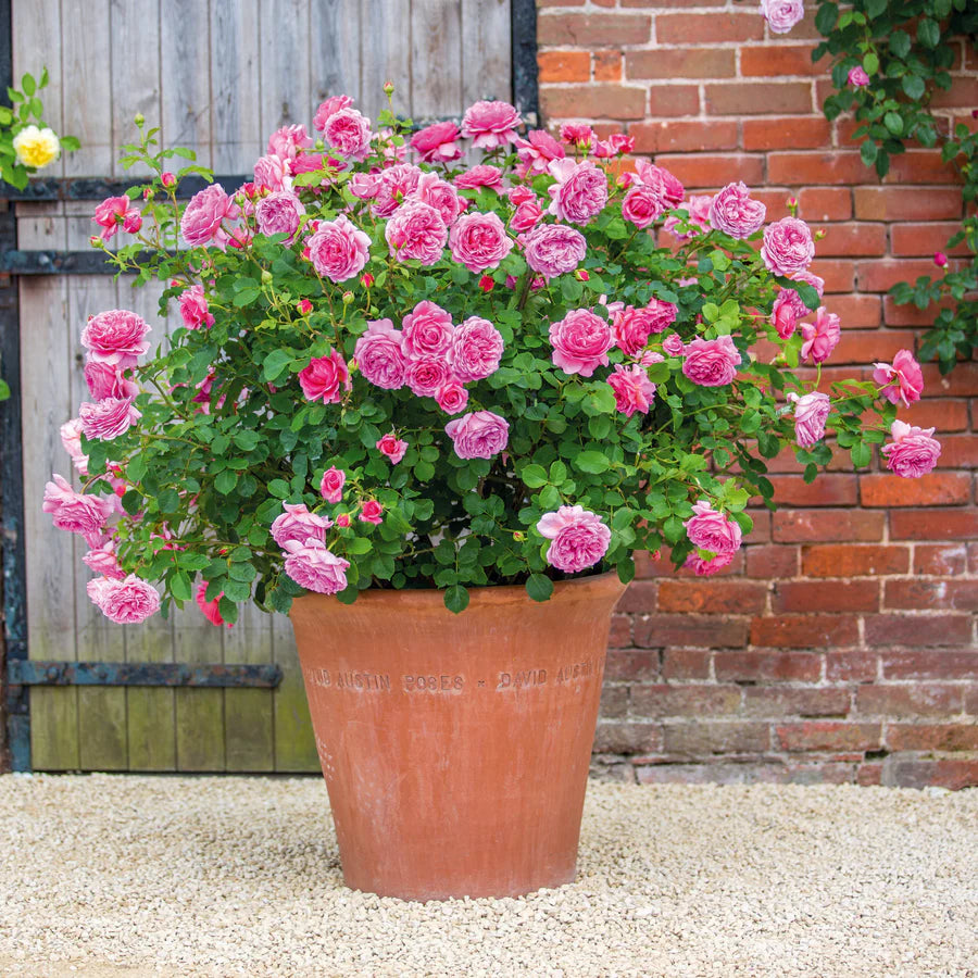 Pianta di rosa Princess Alexandra of Kent coltivata in vaso con fioritura elegante