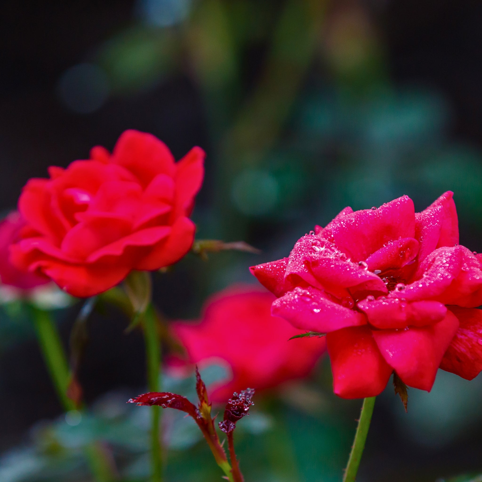 Dettaglio ravvicinato di rosa Red Knock Out con petali rosso vivo
