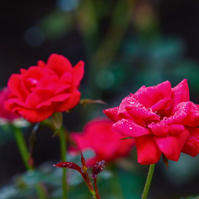 Dettaglio ravvicinato di rosa Red Knock Out con petali rosso vivo