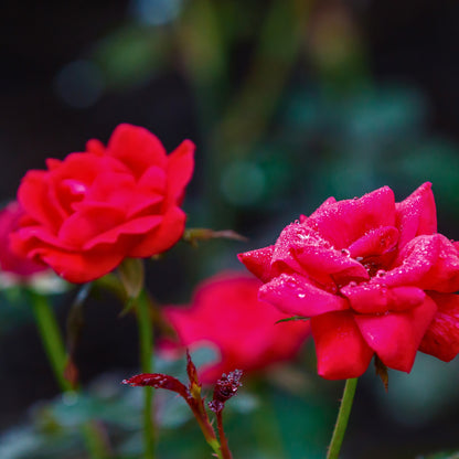 Dettaglio ravvicinato di rosa Red Knock Out con petali rosso vivo