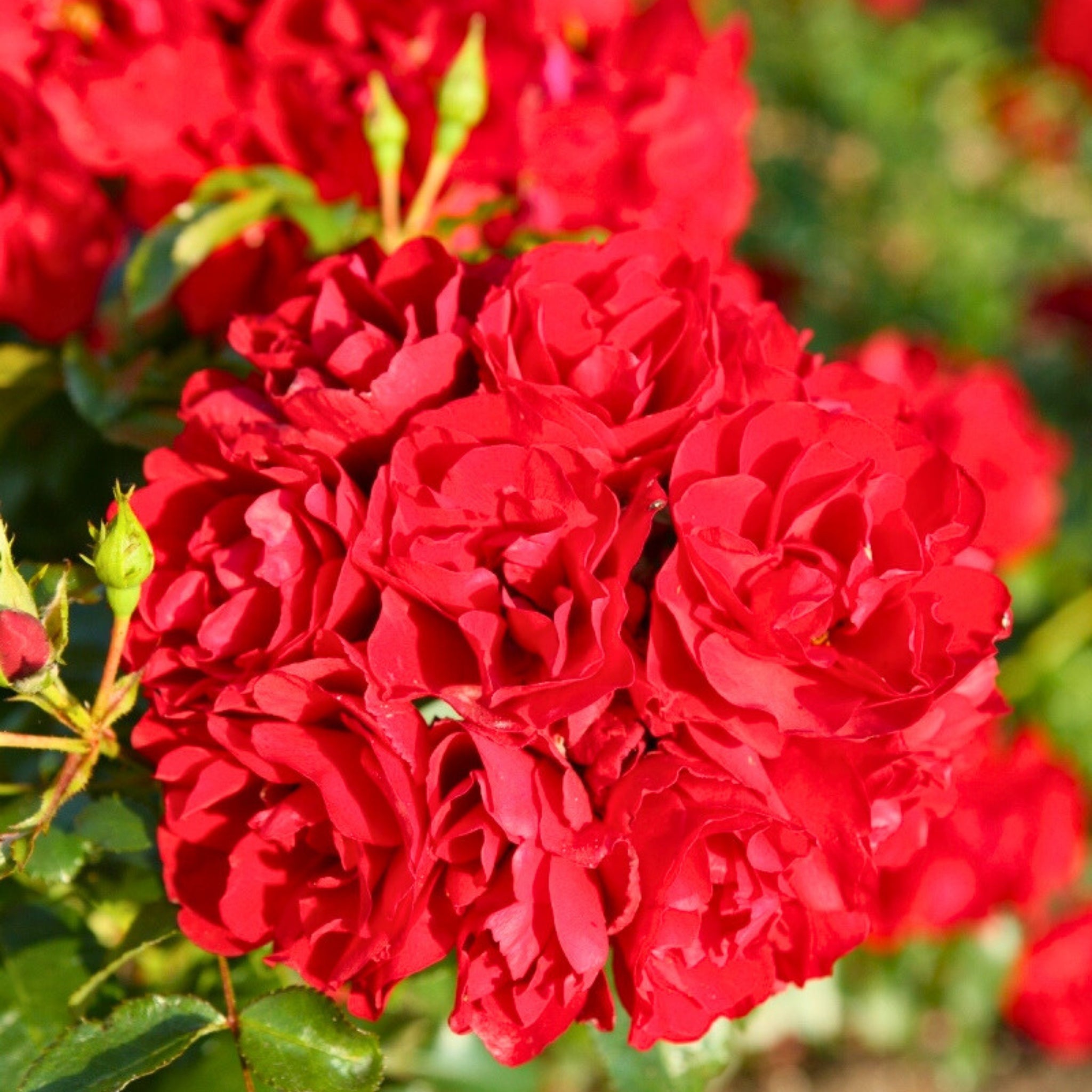 Rosa Red Mirato con fiori rosso brillante