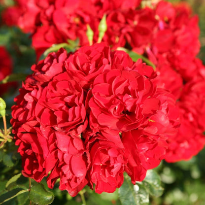 Dettaglio ravvicinato di rosa Red Mirato con petali rosso vivo