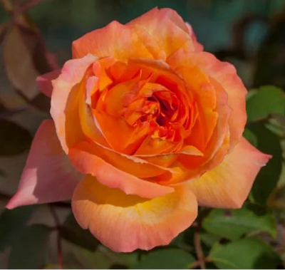 Rosa René Goscinny con grande fiore arancio-rosa