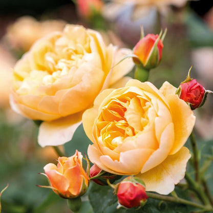 Rosa Roald Dahl con grandi fiori albicocca-arancio