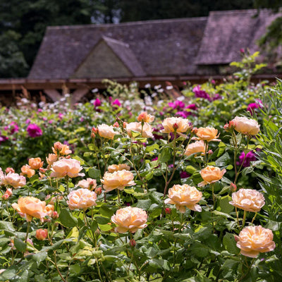 Pianta di rosa Roald Dahl coltivata in giardino con fioritura elegante
