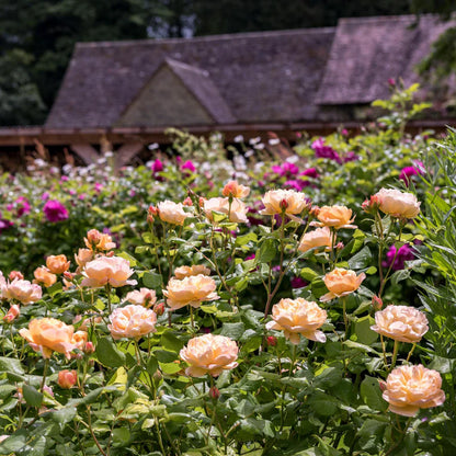 Pianta di rosa Roald Dahl coltivata in giardino con fioritura elegante