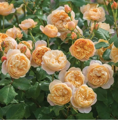 Primo piano di rosa Roald Dahl con fiori albicocca aperti e petali vellutati
