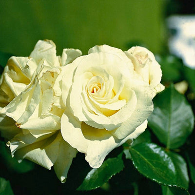 Rosa Schneewalzer con grandi fiori bianchi
