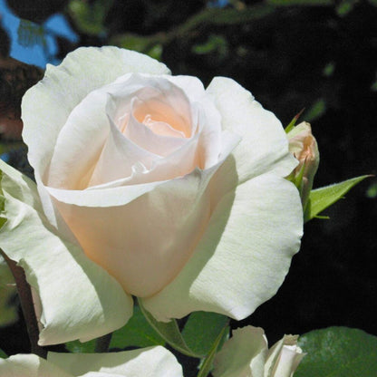 Primo piano di rosa Schneewalzer con fiore bianco aperto e petali vellutati