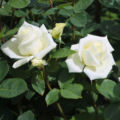Rosa Stella Polare con grandi fiori bianchI