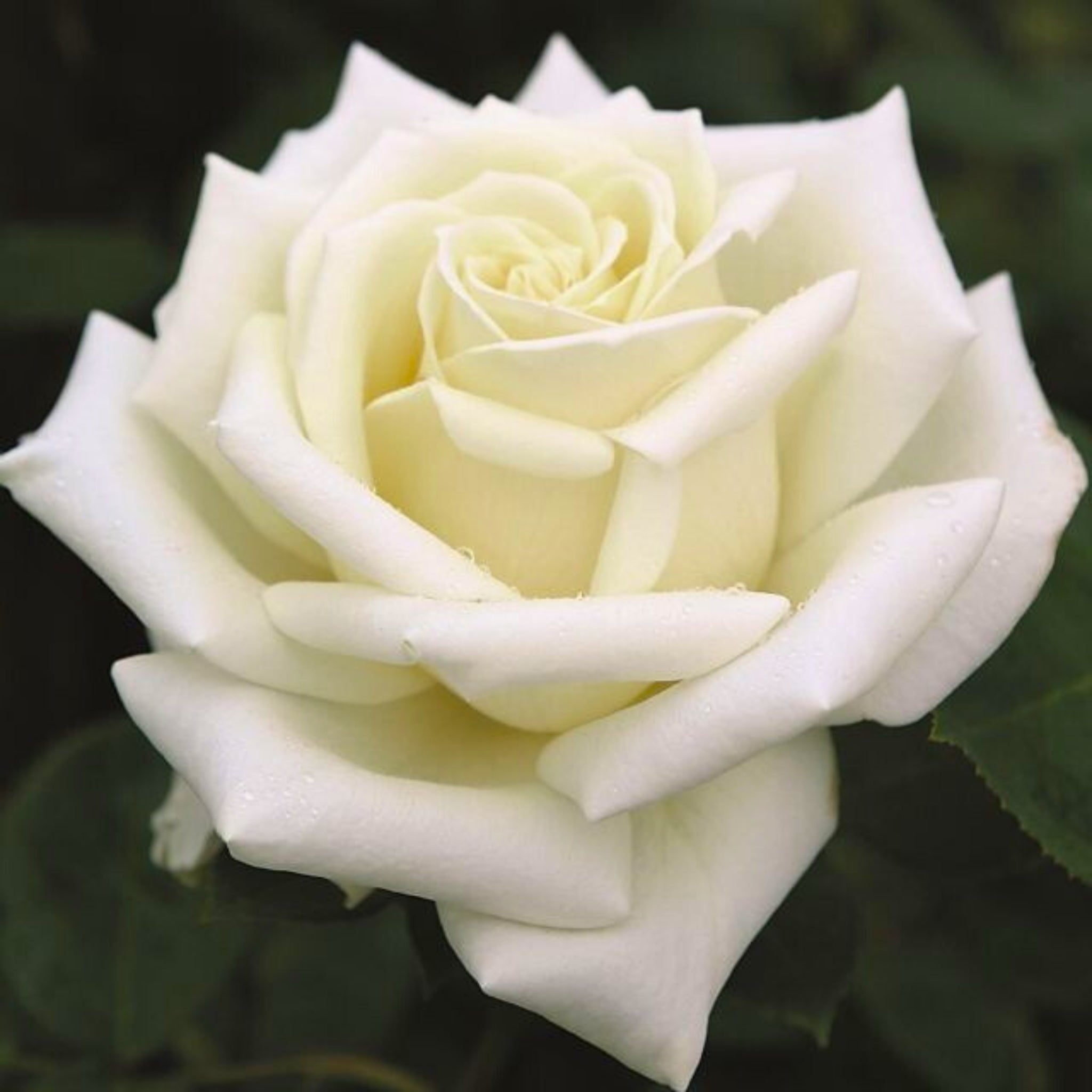 Primo piano di rosa Stella Polare con fiore bianco aperto e petali vellutati